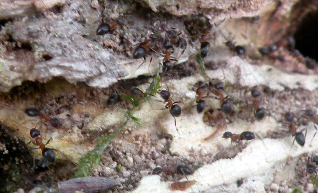 Il massacro di un Camponotus